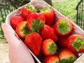 Bowl of fresh sustainable big red strawberries in sunlight