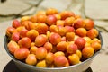 Bowl of Freshly Picked Apricots