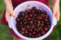 Bowl full of fresh cherries Royalty Free Stock Photo