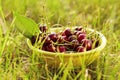 A bowl full of fresh cherries Royalty Free Stock Photo