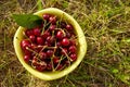 A bowl full of fresh cherries Royalty Free Stock Photo