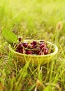 A bowl full of fresh cherries Royalty Free Stock Photo