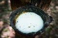 Bowl full of fresh white milk from rubber tree Royalty Free Stock Photo