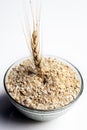 Bowl full of oats. Porridge oats in  cereal bowl on white background. A bowl of whole oats isolated on a white background. Royalty Free Stock Photo