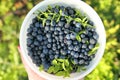 A bowl full of wild blueberries Royalty Free Stock Photo