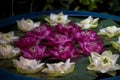 Bowl of lilies with green leaves