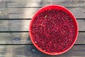 In a bowl, lingonberries, wild berries, next to a harvester for collection, on a wooden background. Harvesting concept Royalty Free Stock Photo