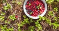 Bowl with lingonberry and blueberry on the ground covered with lingonberry plants and fallen pine needles