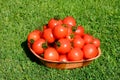 A bowl of Mountain Magic tomatoes.