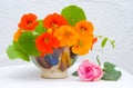 A bowl of Nasturtiums with pink rose. Royalty Free Stock Photo