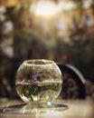 A stunning glass bowl filled with flowers, water and sunlight Royalty Free Stock Photo