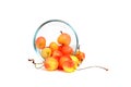 Bowl of Rainier Cherries Royalty Free Stock Photo