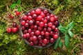 Bowl of red cranberries on green forest moss outdoors. Top view Royalty Free Stock Photo