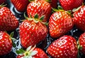 A bowl of red strawberries, a seedless fruit, with green leaves on a table Royalty Free Stock Photo