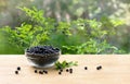 Bowl with ripe berries wild bilberries on wooden table on background of shrubs with ripe fruit wild bilberries in forest Royalty Free Stock Photo