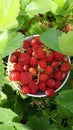 Bowl of red strawberries in green garden Royalty Free Stock Photo