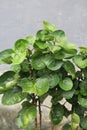 bowl-shaped green leaves on a gray background