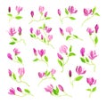 Bowl-shaped Magnolia Fragrant Purple Flower Buds on Green Stalk Big Vector Set