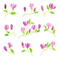 Bowl-shaped Magnolia Fragrant Purple Flower Buds on Green Stalk Vector Set