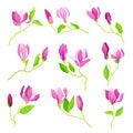 Bowl-shaped Magnolia Fragrant Purple Flower Buds on Green Stalk Vector Set