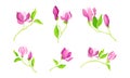 Bowl-shaped Magnolia Fragrant Purple Flower Buds on Green Stalk Vector Set