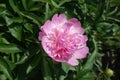 Bowl-shaped pink flower of common peony in mid May