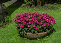 Bowl shaped plantar full of dark pink impatiens Walleriana flowers in Camogli, Italy Royalty Free Stock Photo