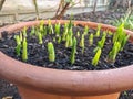 Bowl of sprouting daffodils just coming though soil.