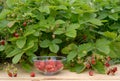 Bowl strawberries