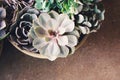 Succulent arrangement in planter in bloom