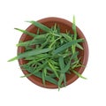 Bowl of tarragon leaves on a white background Royalty Free Stock Photo