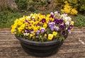 Bowl of Violas Royalty Free Stock Photo
