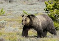 Bowlegged grizz Royalty Free Stock Photo