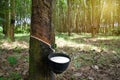 Bowlful of Natural rubber latex Royalty Free Stock Photo