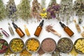 Bowls of dry medicinal herbs, healing plants bunches, bottles of dry medicinal plants and dropper bottles of essential oil Royalty Free Stock Photo