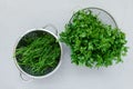 Bowls of fresh green dill or fennel and parsley on gray wooden board. Top view. Copy space. Harvesting concept Royalty Free Stock Photo