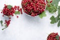 Bowls with fresh red currants and a green branch on a white background, summer concept Royalty Free Stock Photo