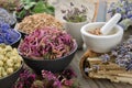 Bowls and mortars of dry medicinal herbs: lavender, cornflower coneflower, daisies, thyme flowers, oak bark. Herbal medicine. Royalty Free Stock Photo