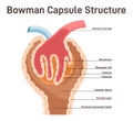 Bowman's capsule structure. Renal corpuscle filtering blood from