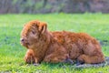 Bown newborn scottish highlander calf lying in meadow Royalty Free Stock Photo