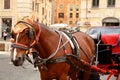 A bown walking horse in the centre of Rome. Sightseeing horse-drawn vehicle. Horse for walks and excursions of tourists