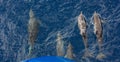 Bowriding Atlantic spotted dolphins, Stenella frontalis Royalty Free Stock Photo