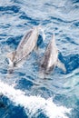 Bowriding rough toothed dolphins, Steno bredanensis Royalty Free Stock Photo