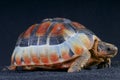 Bowsprit tortoise / Chersina angulata Royalty Free Stock Photo