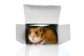 In the box Royalty Free Stock Photo