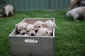 A box of tired Labrador puppies -  6 adorable cute claustrophobic puppies squished in a box Royalty Free Stock Photo