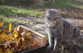 Box of autumn leaves and cat Royalty Free Stock Photo