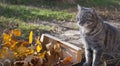 Box of autumn leaves and gray cat Royalty Free Stock Photo