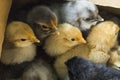 Box of bantam chicks