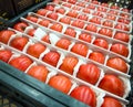 A box with beautifully arranged rows of ripe tomatoes
